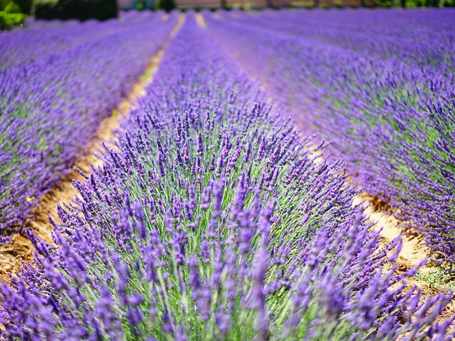 Excursiones en la Provence Francia